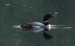 A Loon