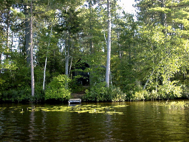 Loon From Lake