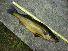 Catch a Walleye
